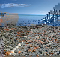 Hamelin Pool Stromatolites - Yarra Valley Accommodation