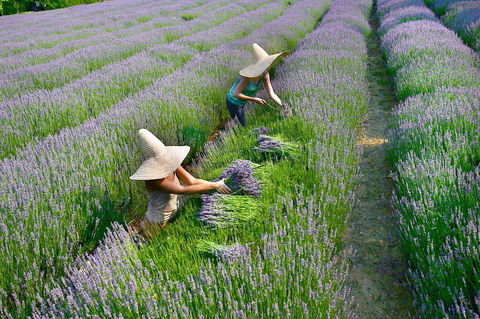 Lavandula Swiss Italian Farm - Yarra Valley Accommodation 0