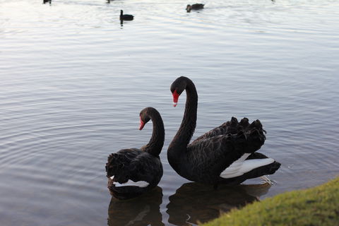 Lake Weeroona - Yarra Valley Accommodation 1