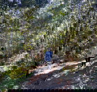 Lyrebird Circuit Walk - Yarra Valley Accommodation