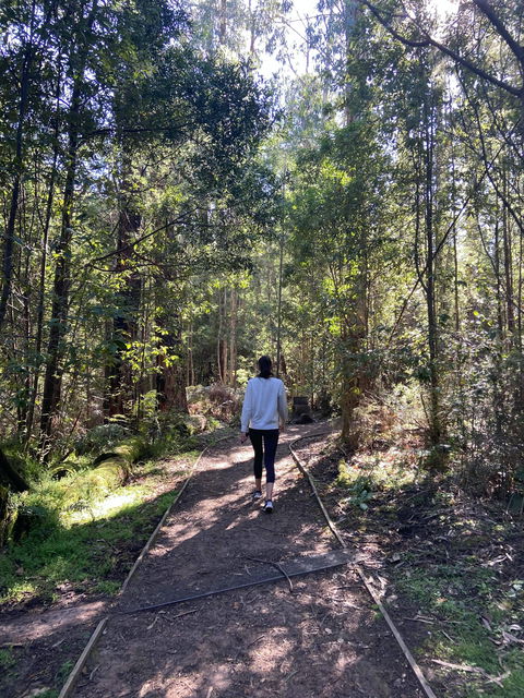 Lyrebird Circuit Walk - Yarra Valley Accommodation 0