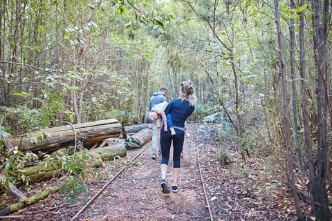 Lyrebird Circuit Walk - Yarra Valley Accommodation 1