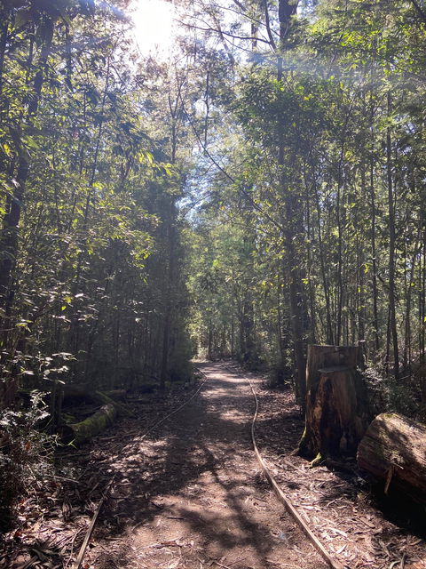 Lyrebird Circuit Walk - Yarra Valley Accommodation 2