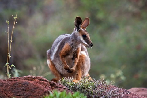 Arkaroola Wilderness Sanctuary - Yarra Valley Accommodation 0