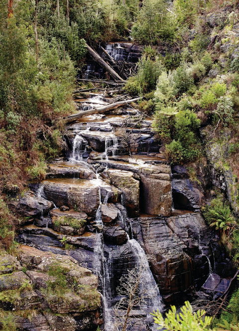 Kinglake National Park - Yarra Valley Accommodation 1