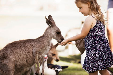 Oakvale Wildlife Park - Yarra Valley Accommodation 1