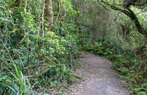 Rainforest Walking Track, Roberston Nature Reserve - Yarra Valley Accommodation 0