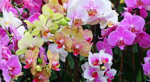 Tinonee Orchid Nursery - Yarra Valley Accommodation 0