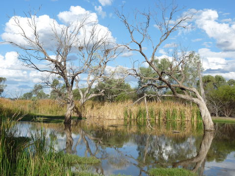 Lagoon Creek - Yarra Valley Accommodation 0