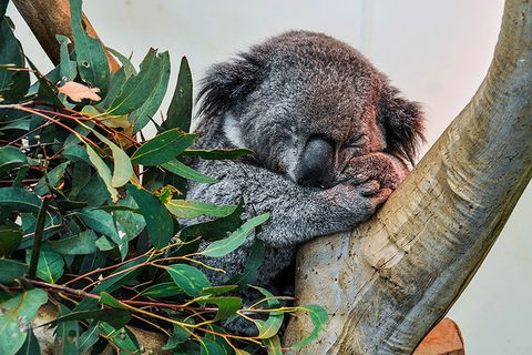 Blue Mountains Highlights, Wildlife Park And Scenic World Full Day Private Tour - Yarra Valley Accommodation 1