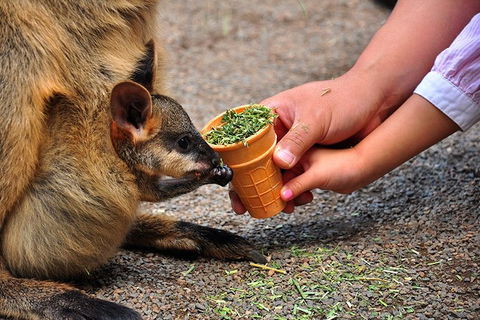 Blue Mountains Highlights, Wildlife Park And Scenic World Full Day Private Tour - Yarra Valley Accommodation 3