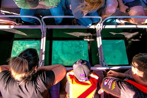 Airlie Beach Glass Bottom Boat Tour - Yarra Valley Accommodation 4