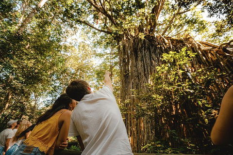 Atherton Tablelands Waterfalls And Rainforest Day Tour Departing Cairns - Yarra Valley Accommodation 1