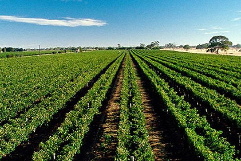 Adelaide Hills Wine Tour - Yarra Valley Accommodation 1