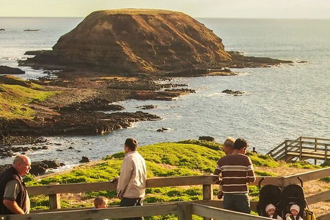 Healesville Sanctuary And Phillip Island Wildlife Bus Tour - Yarra Valley Accommodation 7