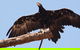 Healesville Sanctuary And Phillip Island Wildlife Bus Tour - thumb 3