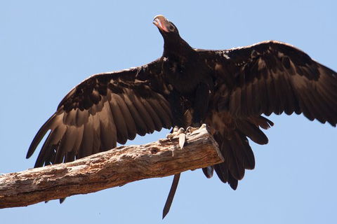 Healesville Sanctuary And Phillip Island Wildlife Bus Tour - Yarra Valley Accommodation 3