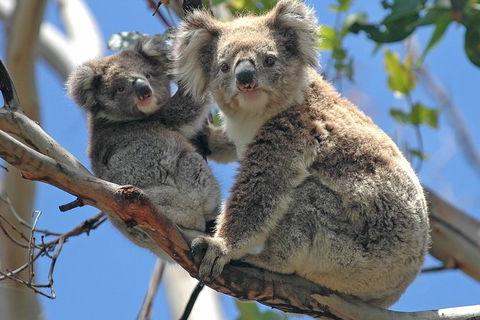 Healesville Sanctuary And Phillip Island Wildlife Bus Tour - Yarra Valley Accommodation 4