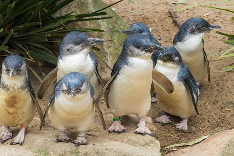 Healesville Sanctuary And Phillip Island Wildlife Bus Tour - Yarra Valley Accommodation 0
