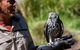 Healesville Sanctuary And Phillip Island Wildlife Bus Tour - thumb 2