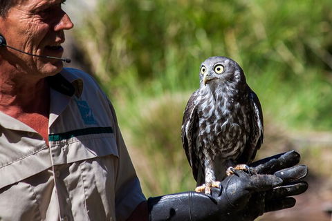 Healesville Sanctuary And Phillip Island Wildlife Bus Tour - Yarra Valley Accommodation 2