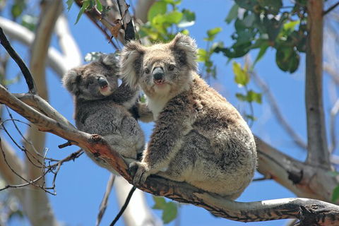 LGBT+ Friendly Full Day Phillip Island Private Tour - Yarra Valley Accommodation 1