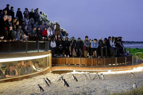 LGBT+ Friendly Full Day Phillip Island Private Tour - Yarra Valley Accommodation 0