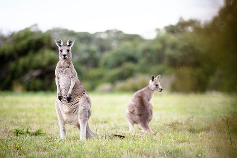 LGBT+ Friendly 3 Day Tour The Grampians, Daylesford & Ballarat - Yarra Valley Accommodation 2