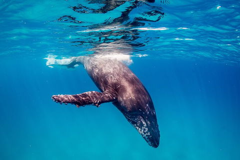 Life On Ningaloo Swimming Tour In Exmouth - Yarra Valley Accommodation 5