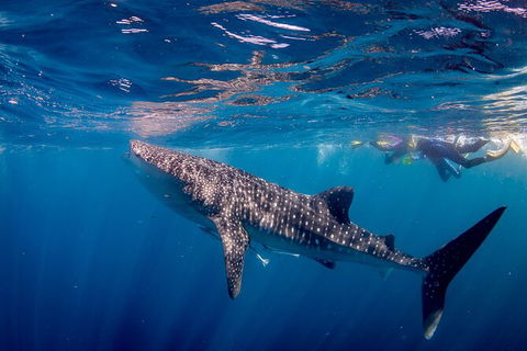 Life On Ningaloo Swimming Tour In Exmouth - Yarra Valley Accommodation 2