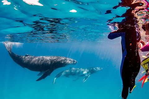 Life On Ningaloo Swimming Tour In Exmouth - Yarra Valley Accommodation 0