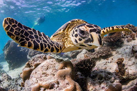 Life On Ningaloo Swimming Tour In Exmouth - Yarra Valley Accommodation 1
