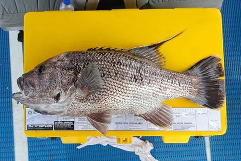 Abrolhos Islands Fishing Charter - Yarra Valley Accommodation 2