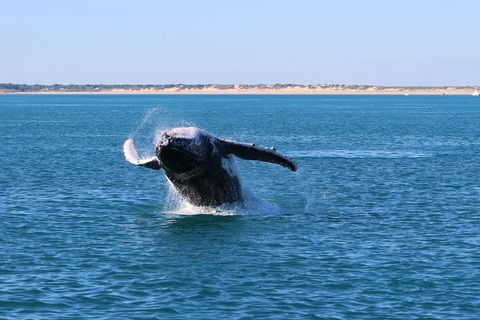 AOC Broome Whale Watching - Yarra Valley Accommodation 3