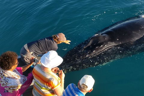AOC Broome Whale Watching - Yarra Valley Accommodation 0