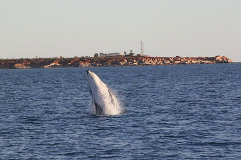 AOC Broome Whale Watching - Yarra Valley Accommodation 2