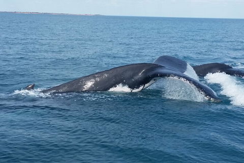 AOC Broome Whale Watching - Yarra Valley Accommodation 1