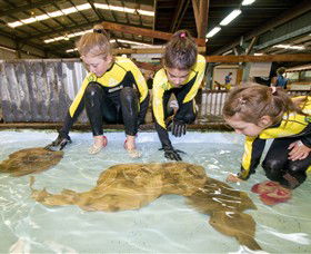 Australian Shark And Ray Centre - Yarra Valley Accommodation 0