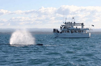 Dolphin Watch Cruises - Yarra Valley Accommodation