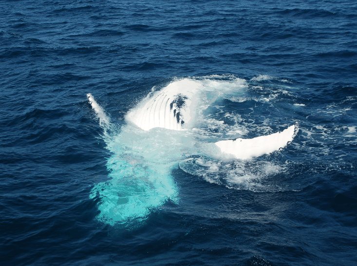 Dolphin Wild Cruises - Yarra Valley Accommodation