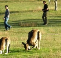 Araucaria Ecotours - Yarra Valley Accommodation