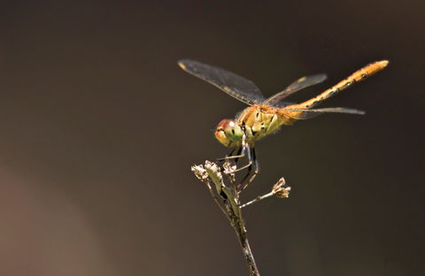 Dragonfly Discovery - Yarra Valley Accommodation 0