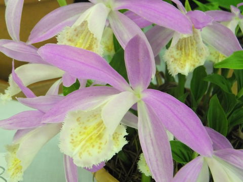 Blackheath Flower And Craft Show - Yarra Valley Accommodation 2