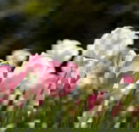 Floriade Reimagined - Yarra Valley Accommodation