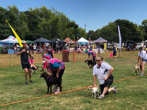 Dogs In The Park Shell Harbour - Yarra Valley Accommodation 1