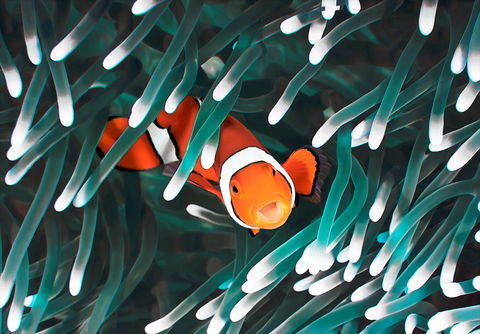 Great Barrier Reef Masters Games - Yarra Valley Accommodation 1