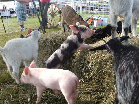 Primex Field Days - Online Virtual Event - Yarra Valley Accommodation 2