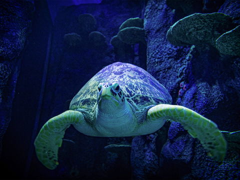 Sydney's Aquarium - Yarra Valley Accommodation 0