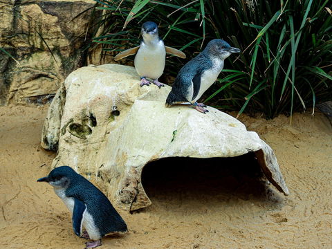 Sydney's Aquarium - Yarra Valley Accommodation 2