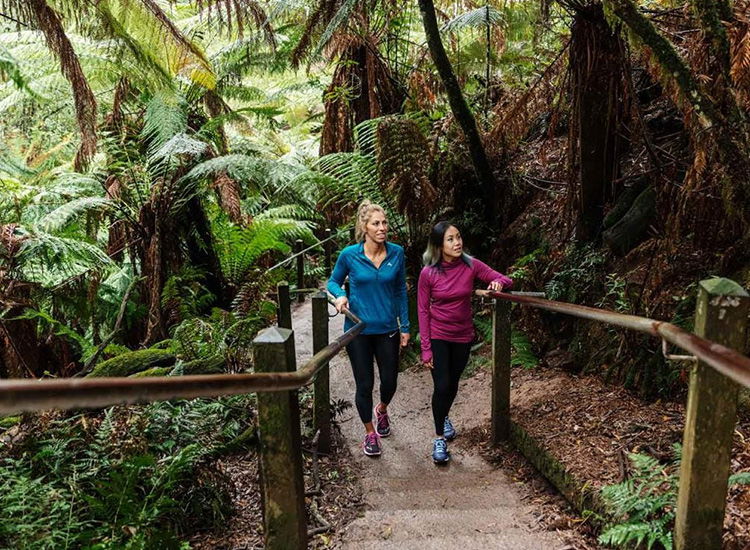 Dandenong Ranges National Park